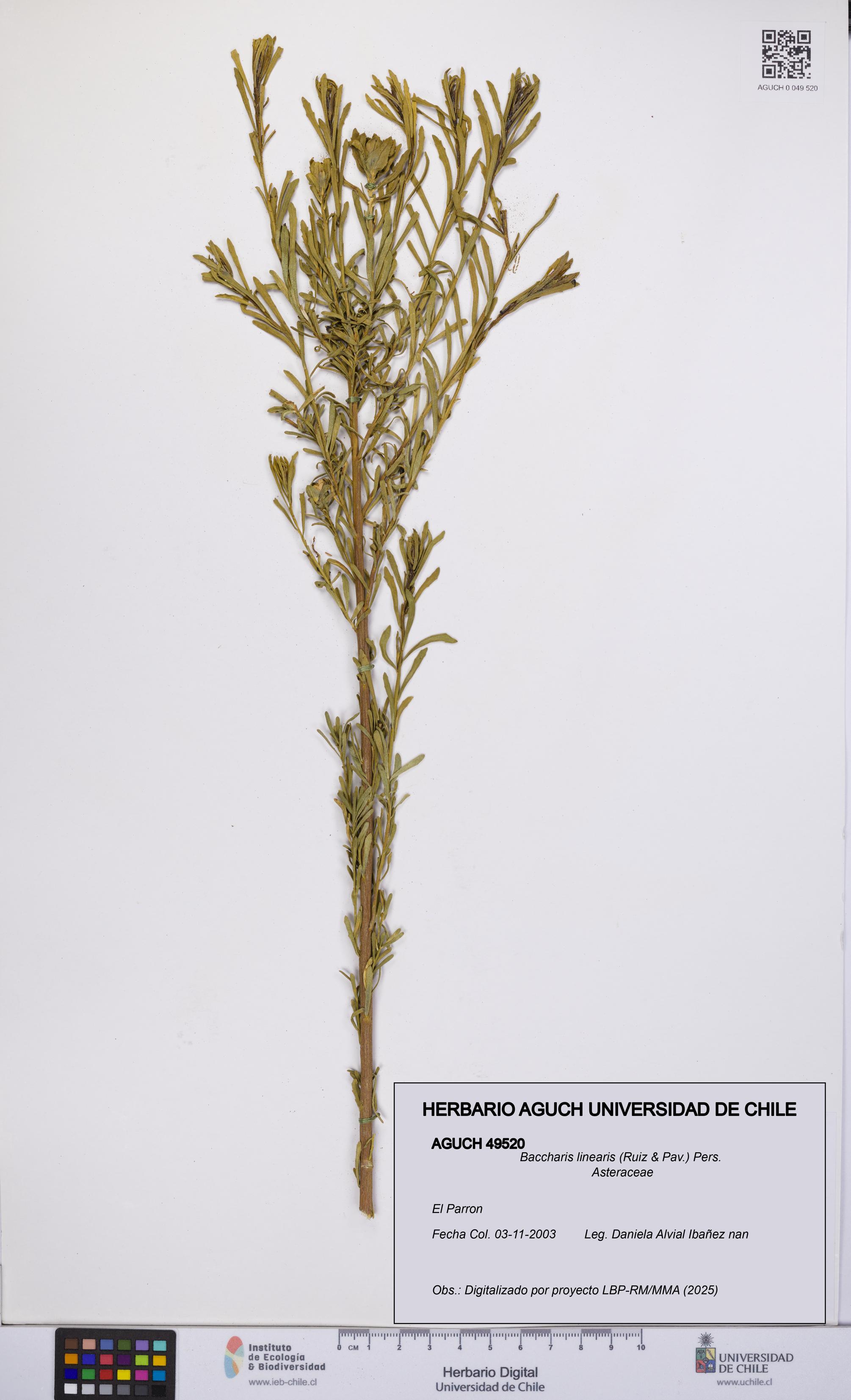 Baccharis linearis [Espécimen: UCH:AGUCH:0049520]