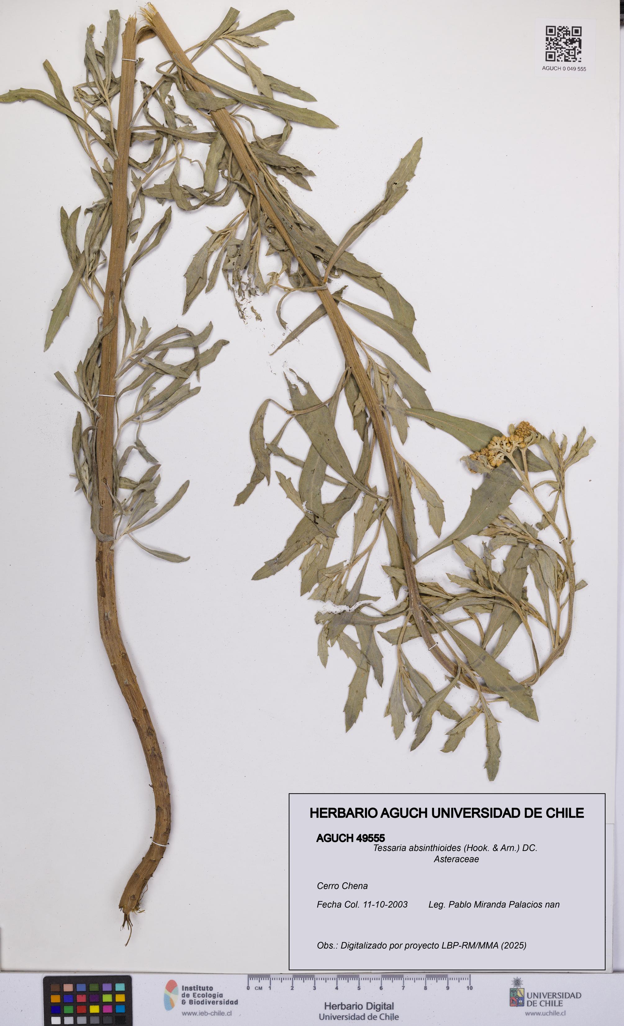 Tessaria absinthioides [Espécimen: UCH:AGUCH:0049555]