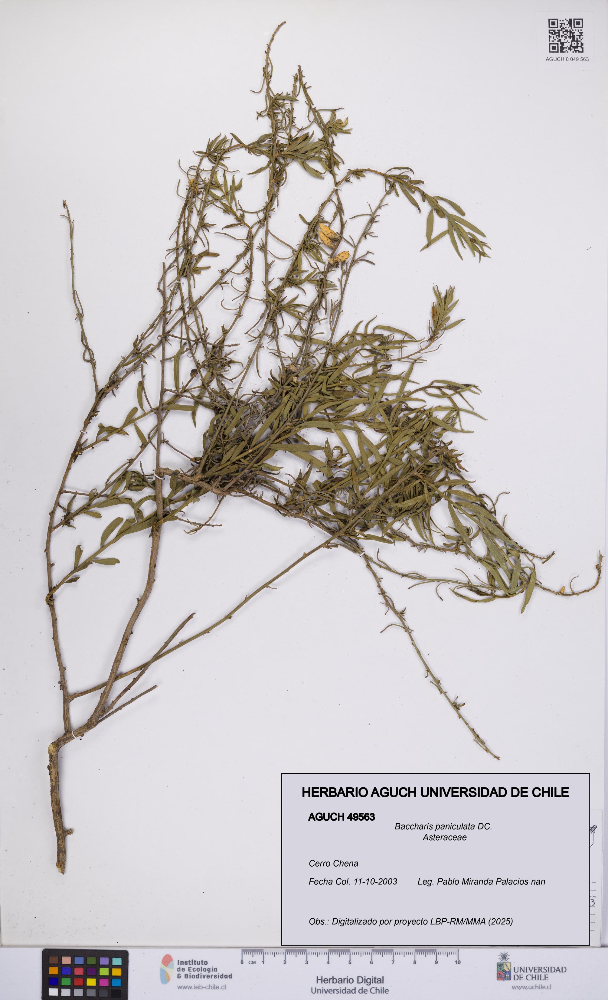 Baccharis paniculata [Espécimen: UCH:AGUCH:0049563]