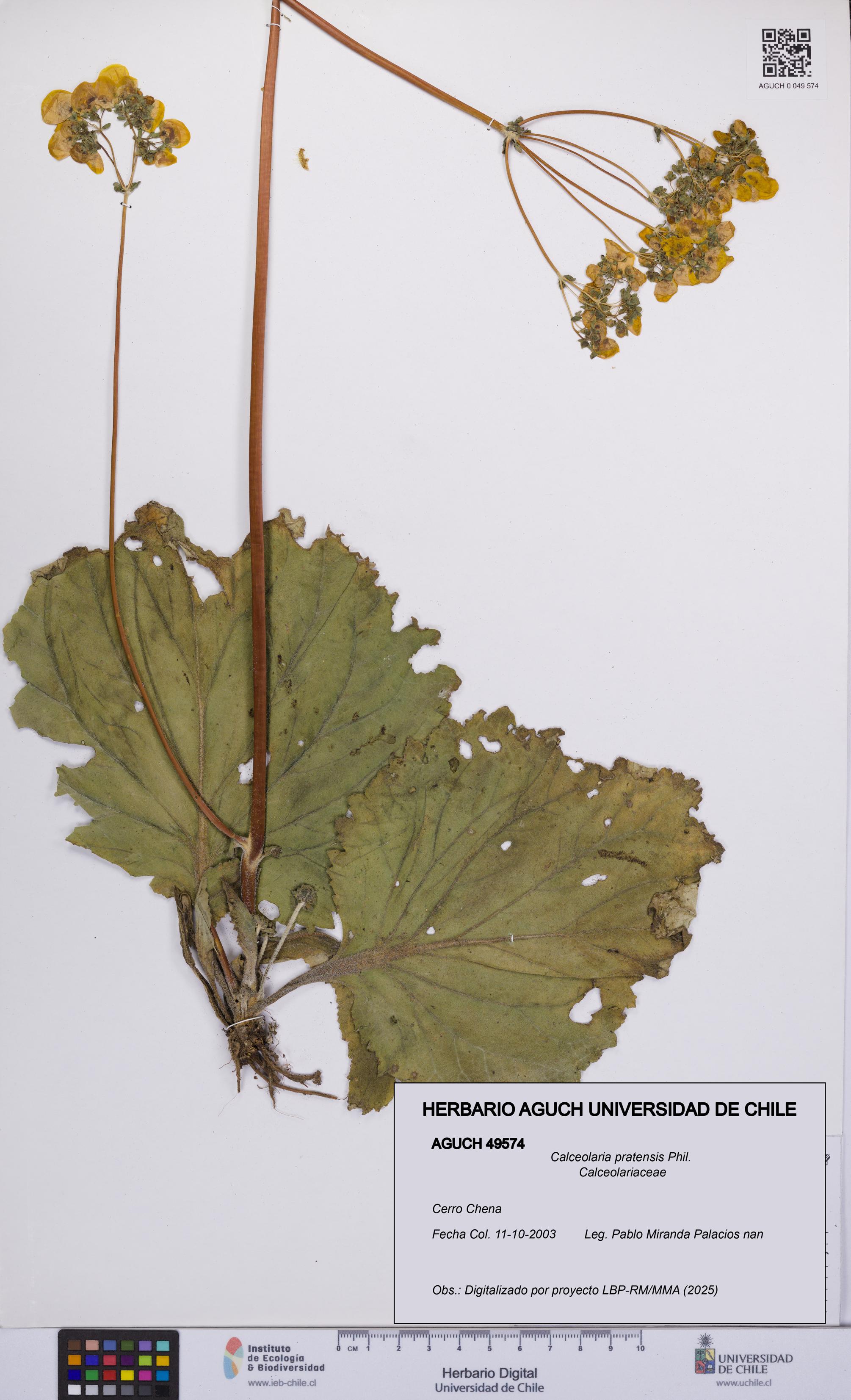 Calceolaria pratensis [Espécimen: UCH:AGUCH:0049574]