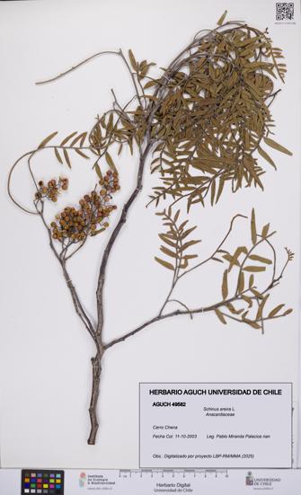 Schinus areira [Espécimen: UCH:AGUCH:0049582]