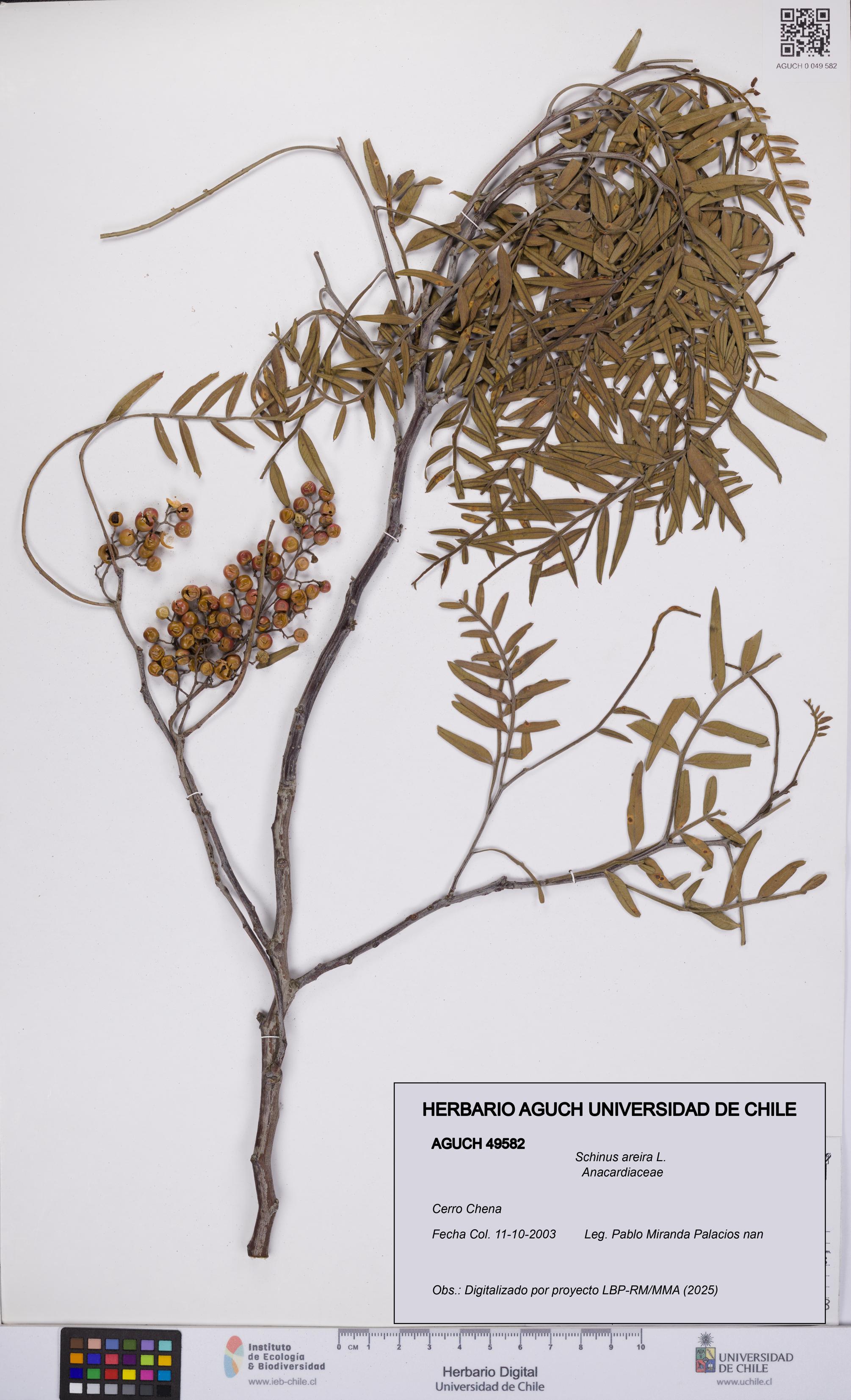 Schinus areira [Espécimen: UCH:AGUCH:0049582]