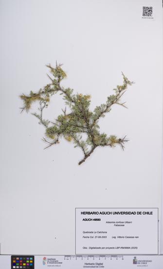 Adesmia confusa [Espécimen: UCH:AGUCH:0049583]