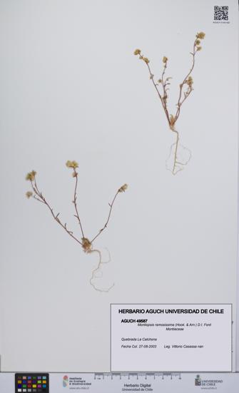 Montiopsis ramosissima [Espécimen: UCH:AGUCH:0049587]