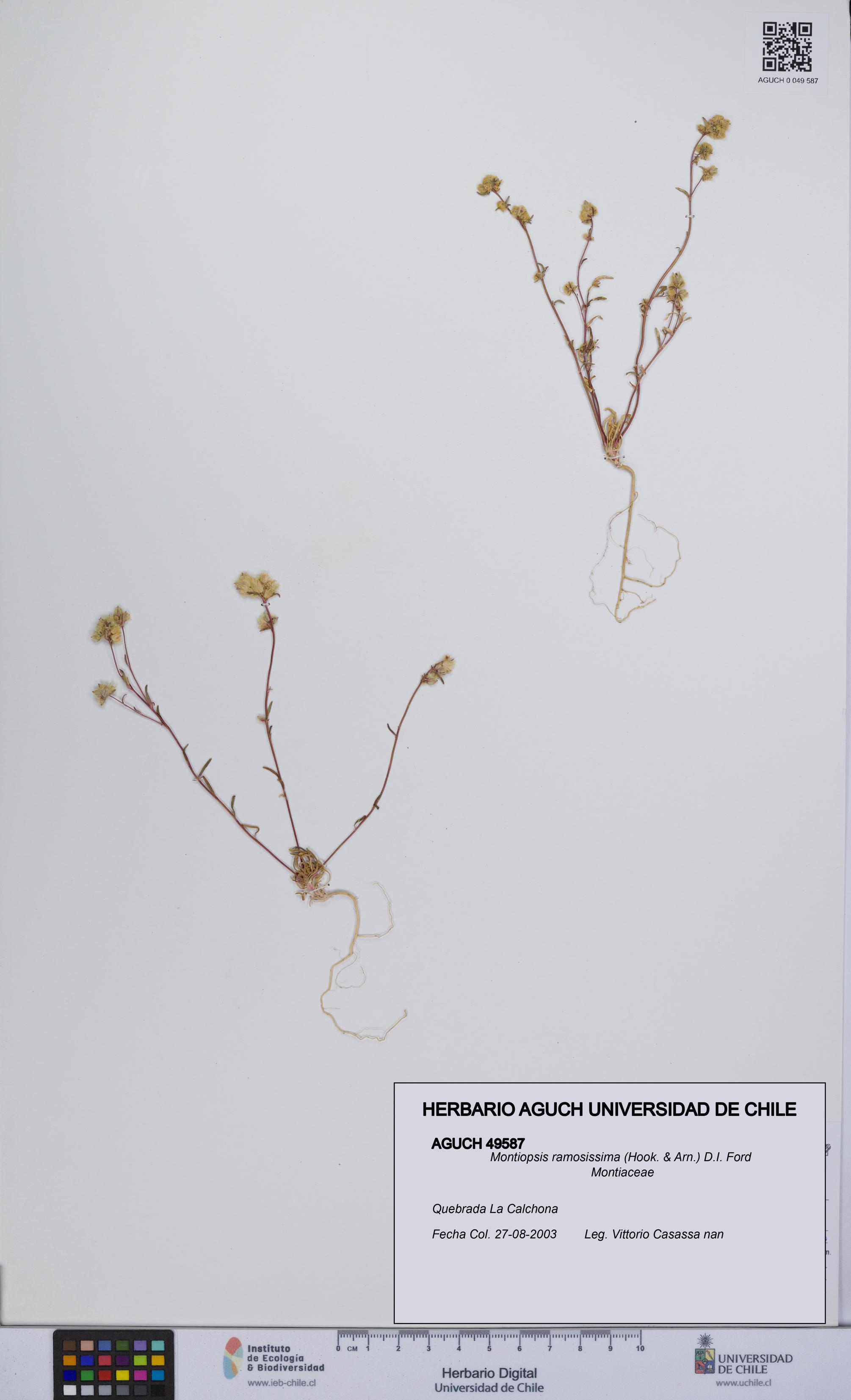 Montiopsis ramosissima [Espécimen: UCH:AGUCH:0049587]