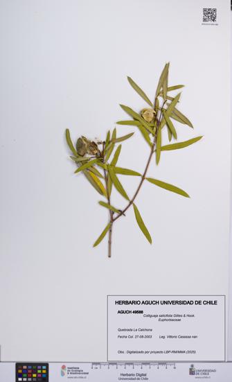 Colliguaja salicifolia [Espécimen: UCH:AGUCH:0049588]