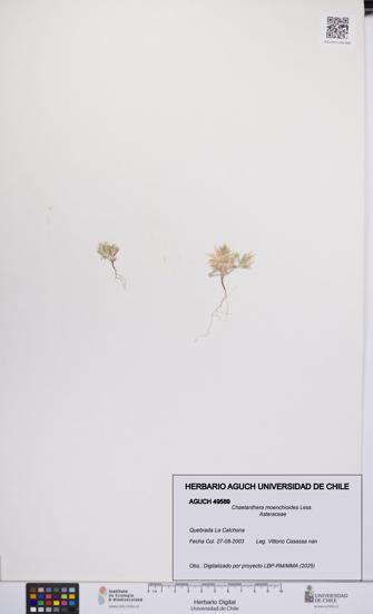 Chaetanthera moenchioides [Espécimen: UCH:AGUCH:0049589]