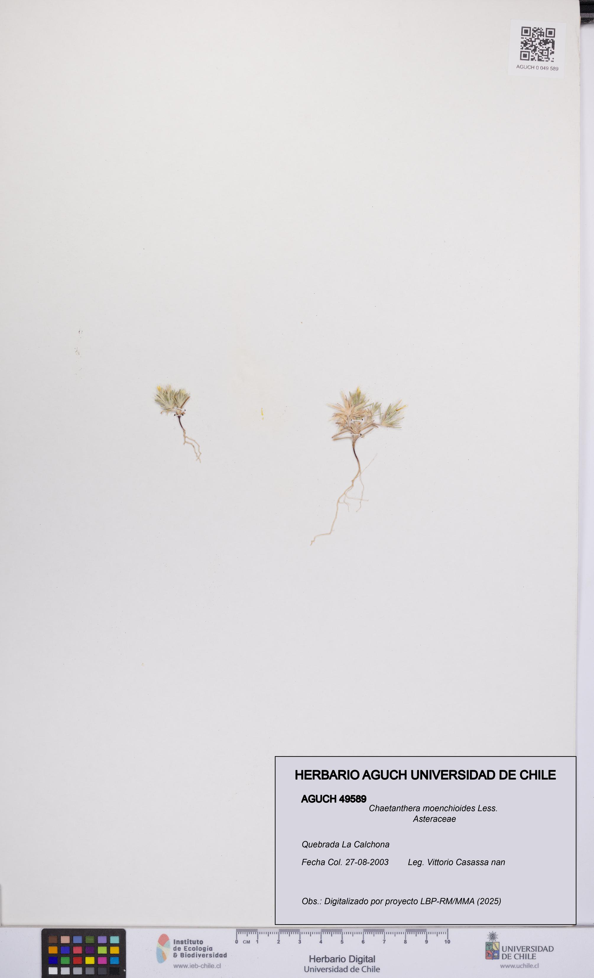 Chaetanthera moenchioides [Espécimen: UCH:AGUCH:0049589]