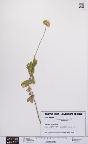 Haplopappus uncinatus [Espécimen: UCH:AGUCH:0049592]