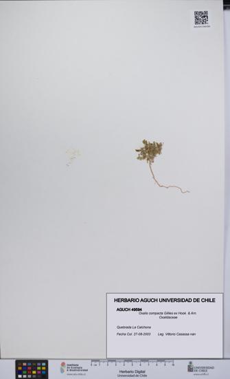 Oxalis compacta [Espécimen: UCH:AGUCH:0049594]