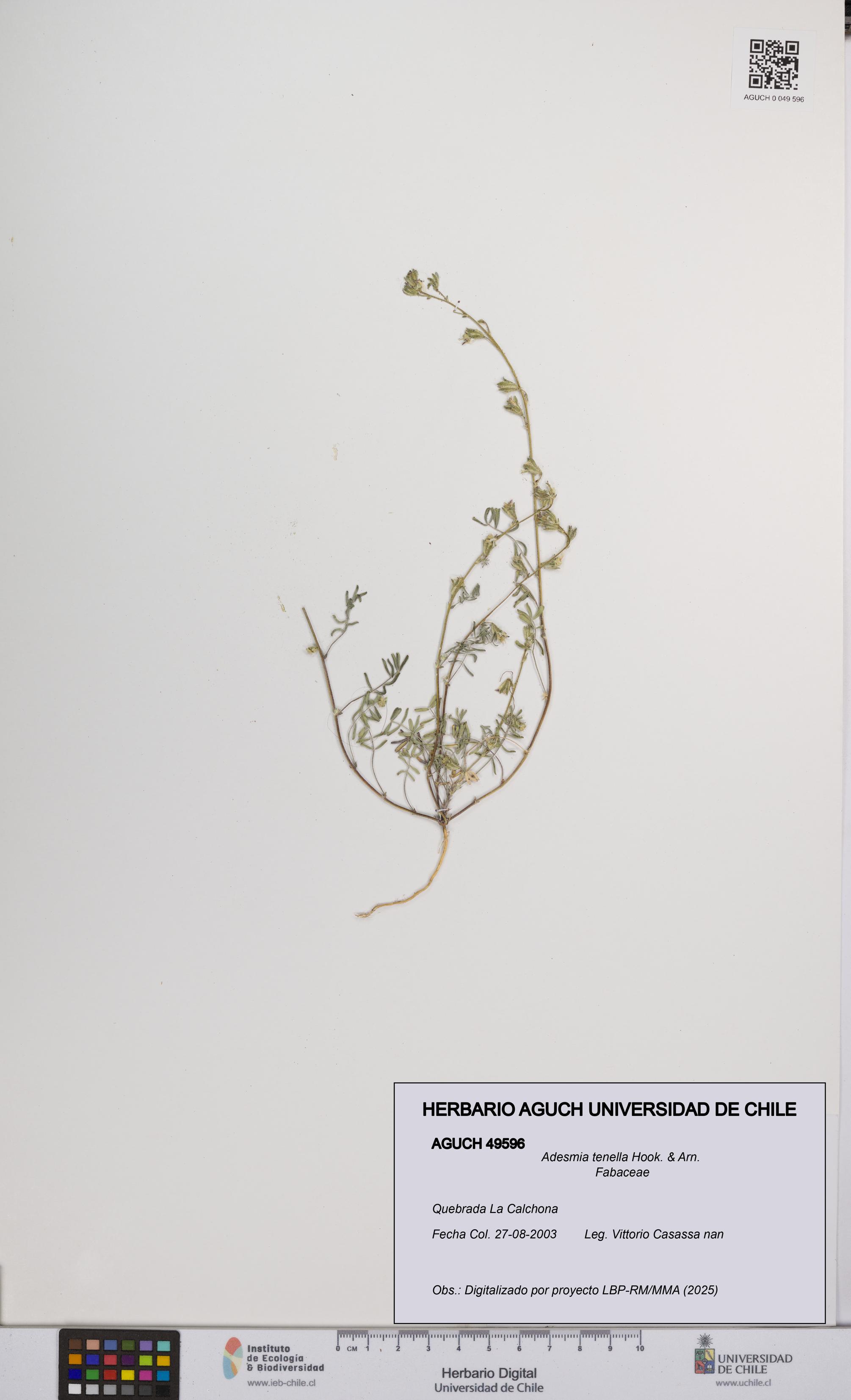 Adesmia tenella [Espécimen: UCH:AGUCH:0049596]