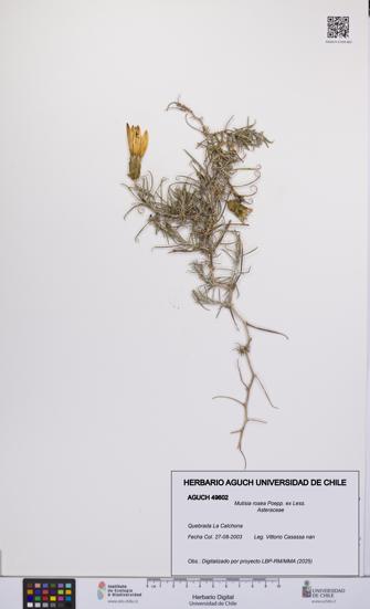 Mutisia rosea [Espécimen: UCH:AGUCH:0049602]