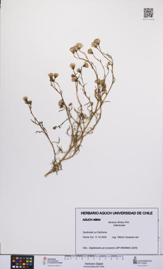 Senecio illinitus [Espécimen: UCH:AGUCH:0049604]