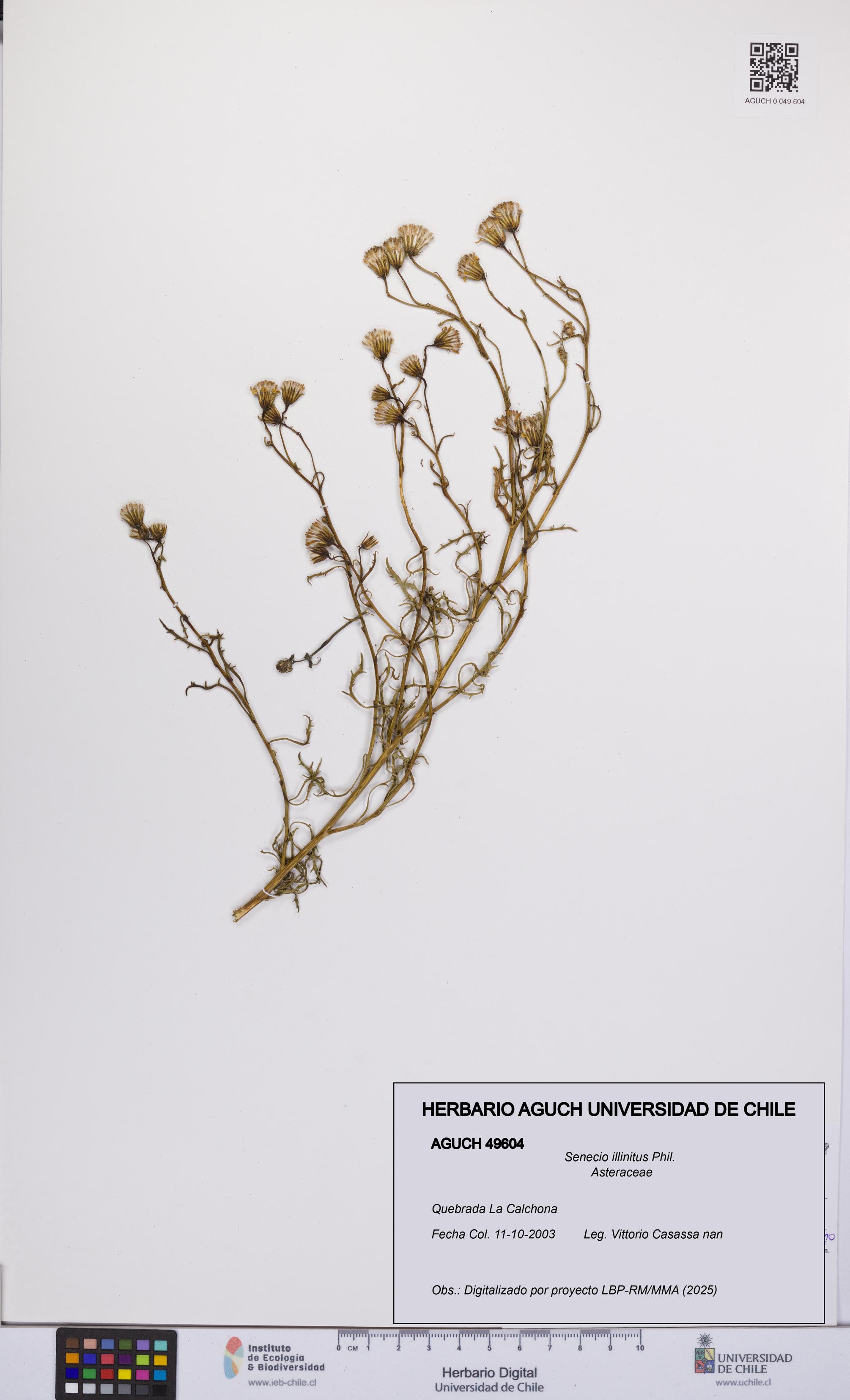 Senecio illinitus [Espécimen: UCH:AGUCH:0049604]