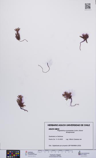 Plagiobothrys myosotoides [Espécimen: UCH:AGUCH:0049610]