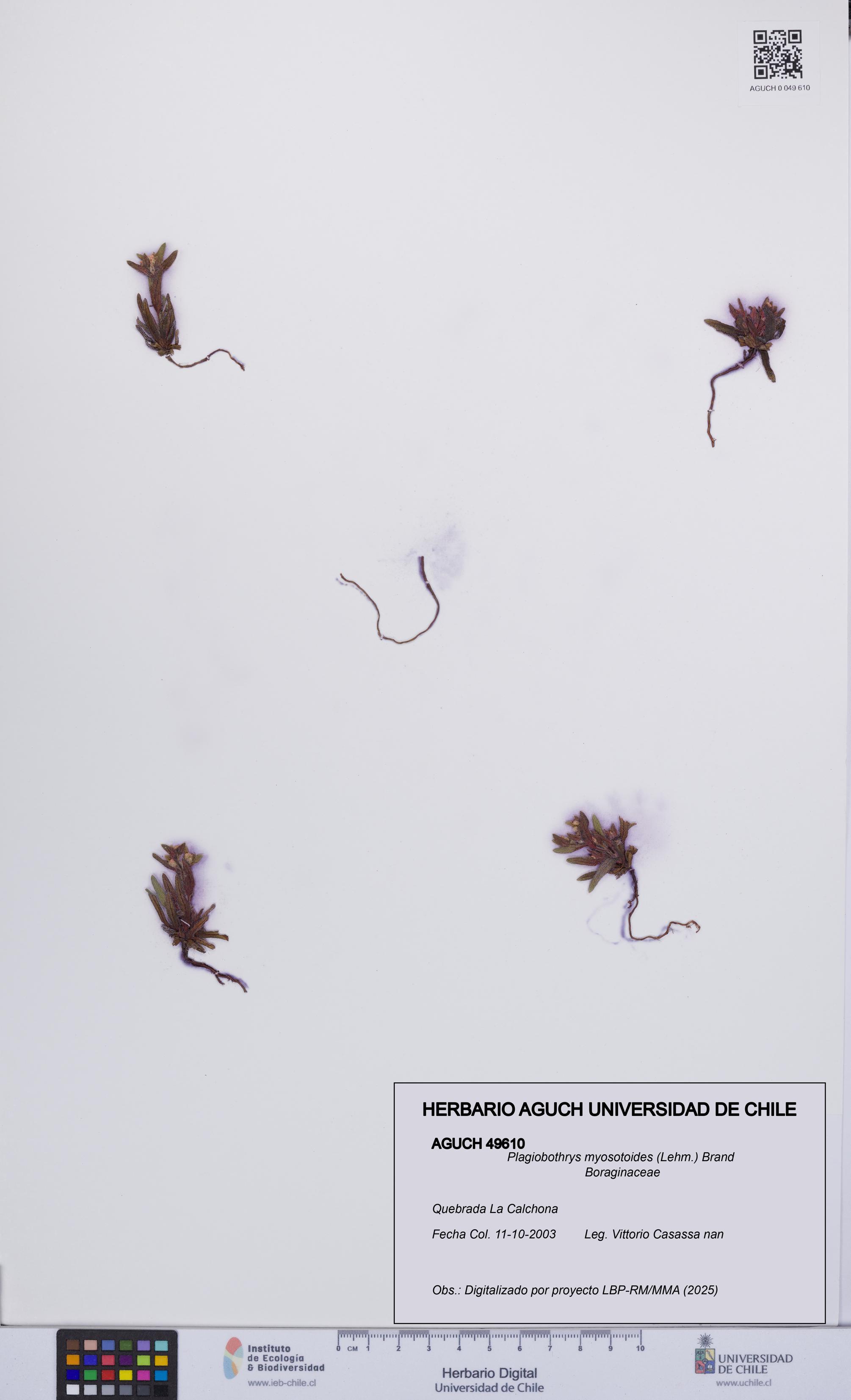 Plagiobothrys myosotoides [Espécimen: UCH:AGUCH:0049610]