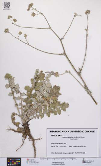 Leucheria salina [Espécimen: UCH:AGUCH:0049613]