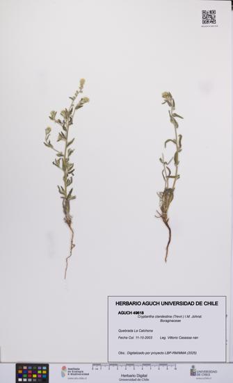 Cryptantha clandestina [Espécimen: UCH:AGUCH:0049618]