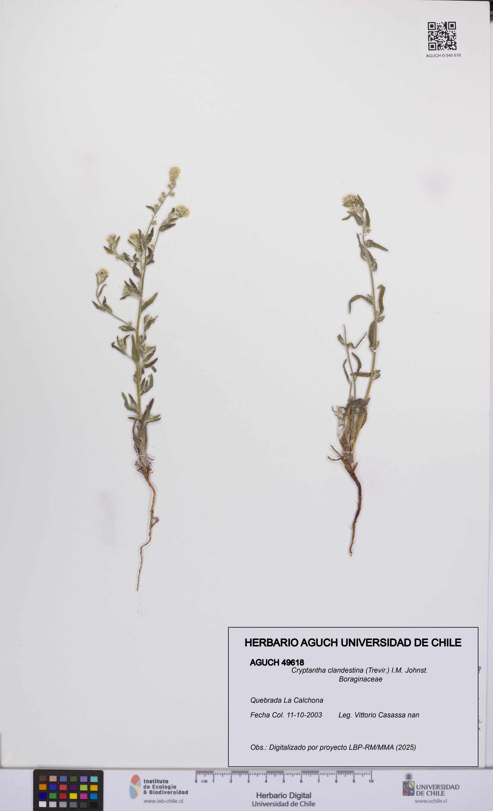 Cryptantha clandestina [Espécimen: UCH:AGUCH:0049618]