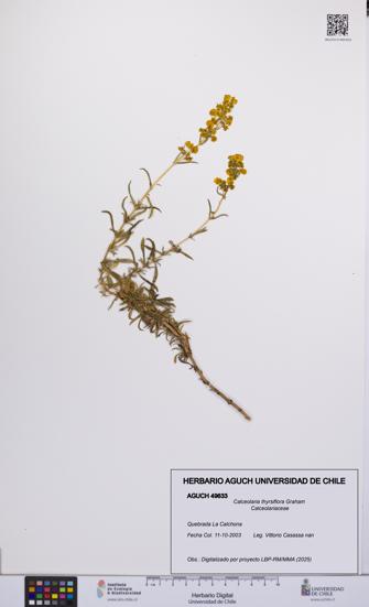 Calceolaria thyrsiflora [Espécimen: UCH:AGUCH:0049633]