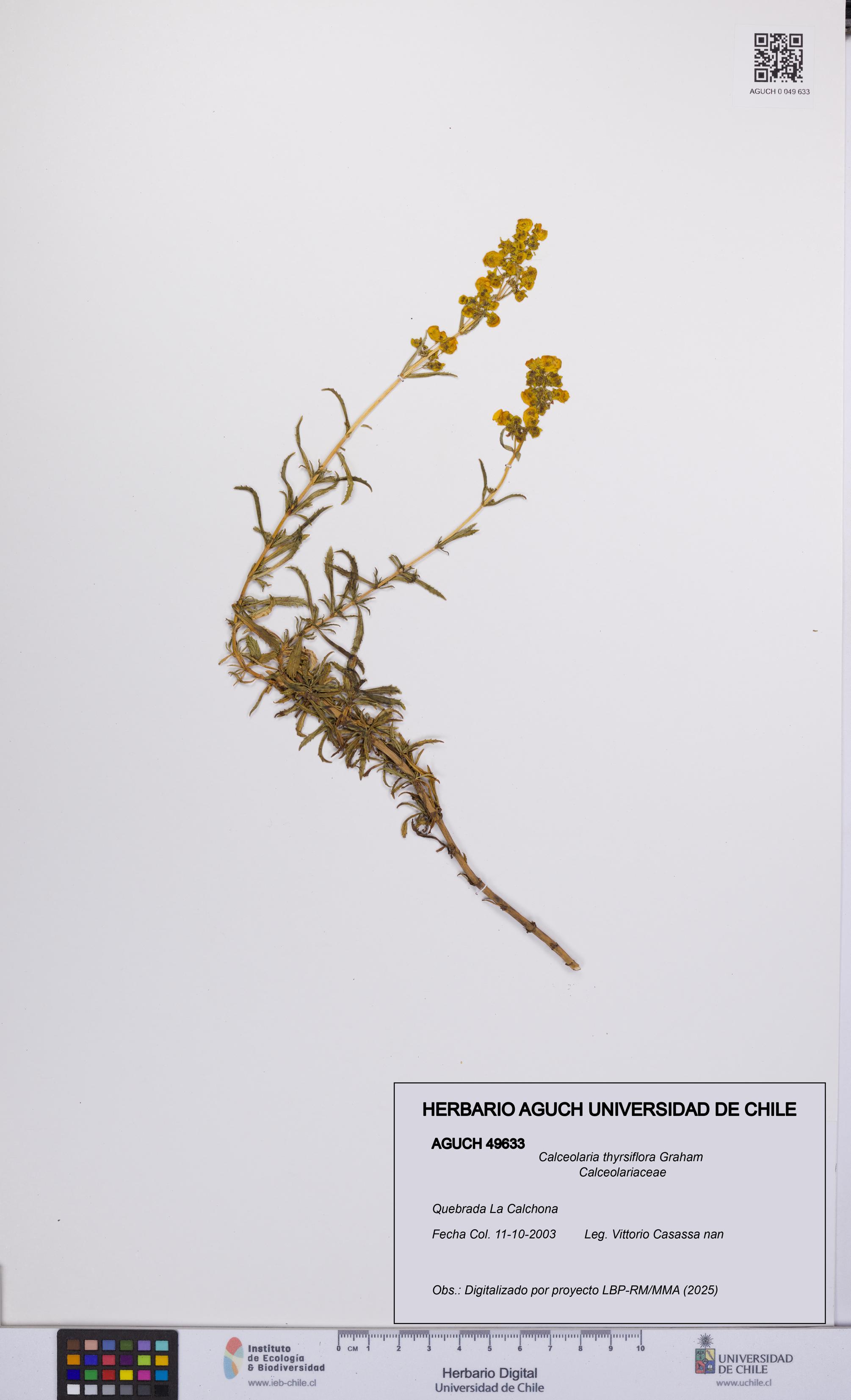 Calceolaria thyrsiflora [Espécimen: UCH:AGUCH:0049633]