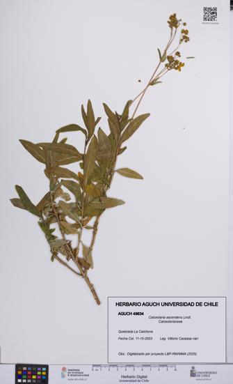 Calceolaria ascendens [Espécimen: UCH:AGUCH:0049634]