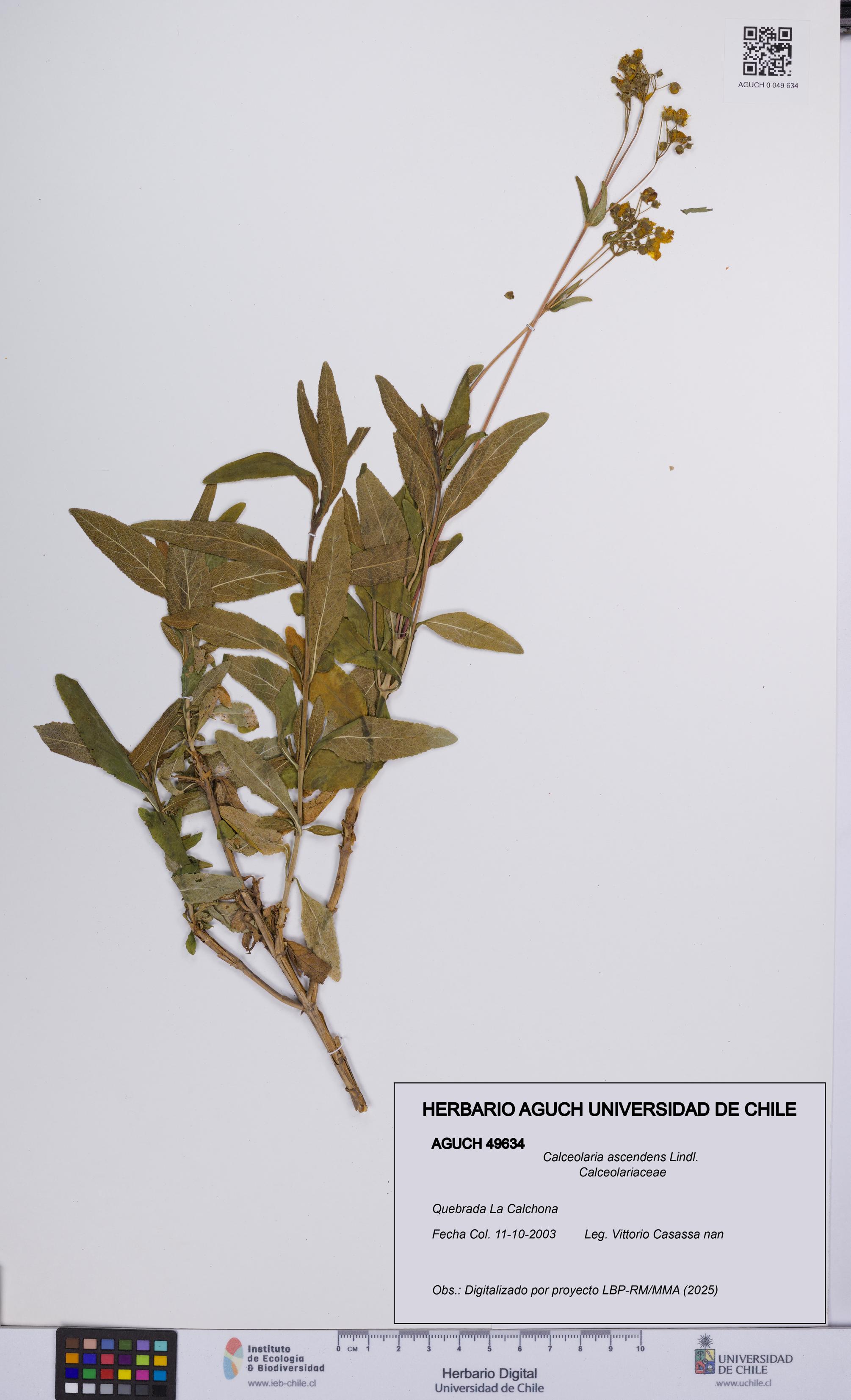 Calceolaria ascendens [Espécimen: UCH:AGUCH:0049634]