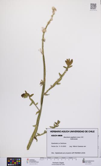 Baccharis sagittalis [Espécimen: UCH:AGUCH:0049636]