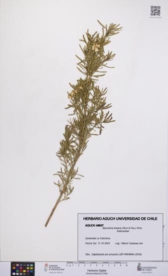 Baccharis linearis [Espécimen: UCH:AGUCH:0049637]