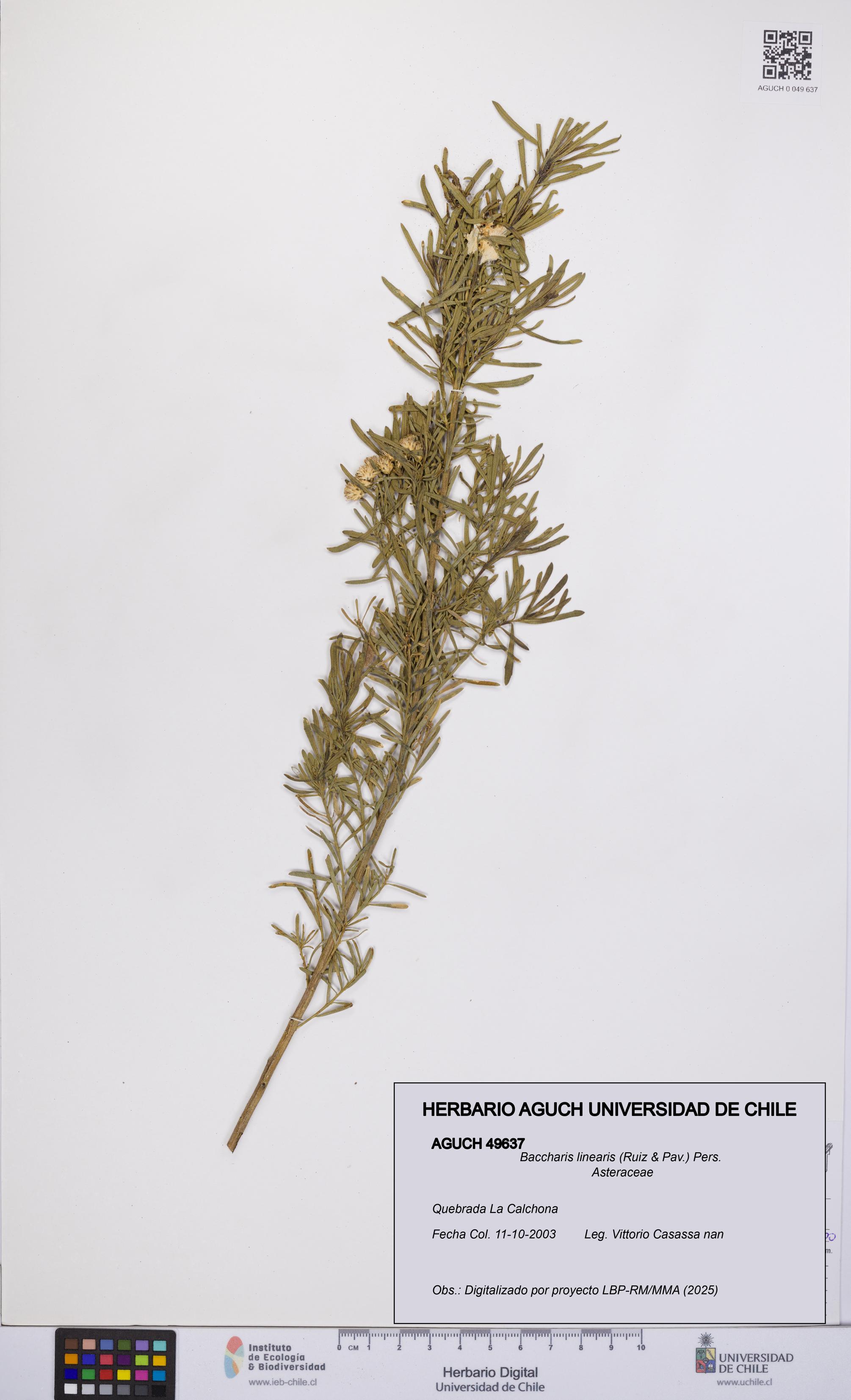 Baccharis linearis [Espécimen: UCH:AGUCH:0049637]