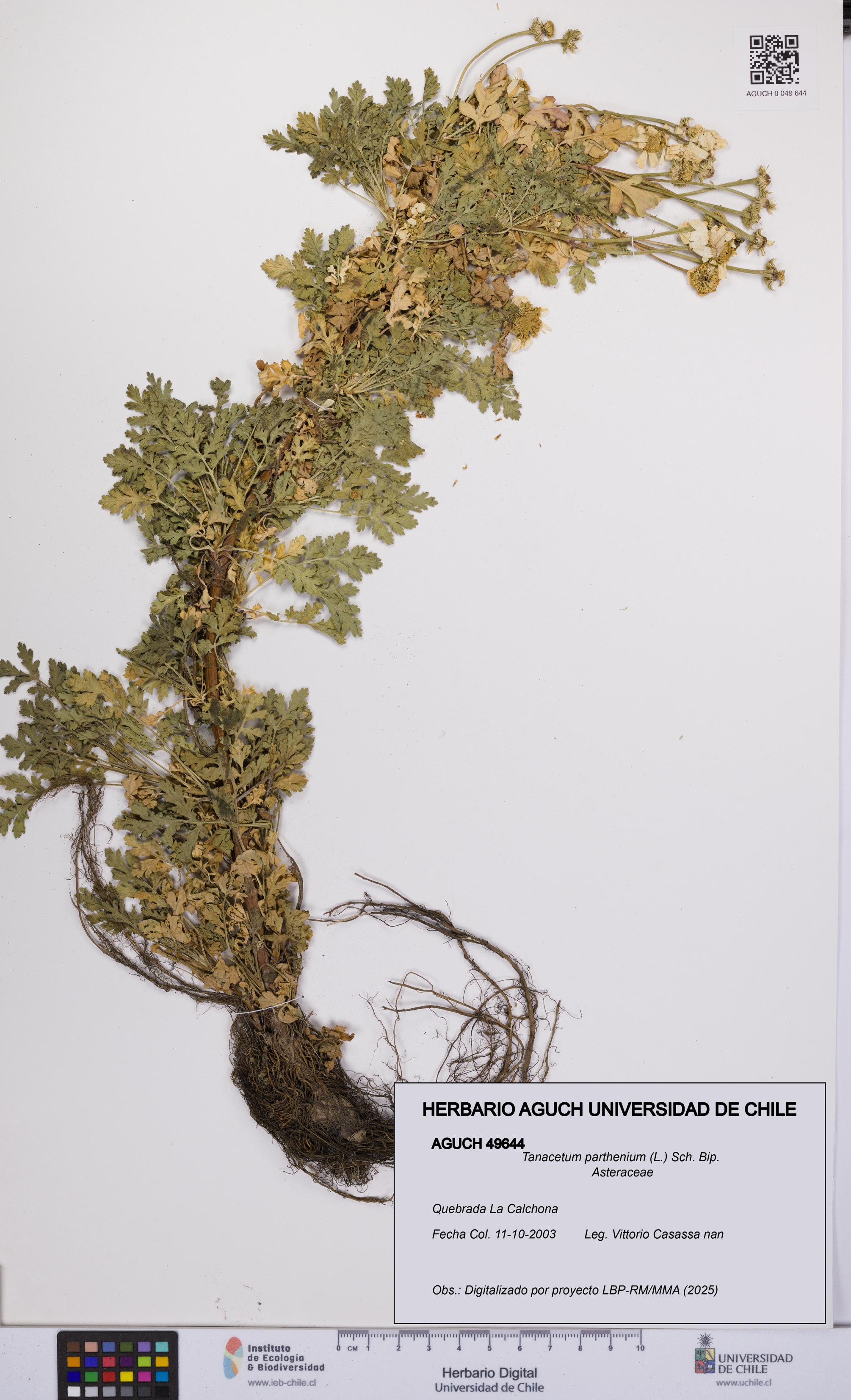 Tanacetum parthenium [Espécimen: UCH:AGUCH:0049644]
