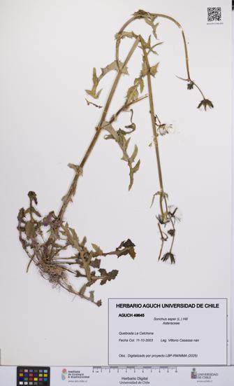 Sonchus asper [Espécimen: UCH:AGUCH:0049645]