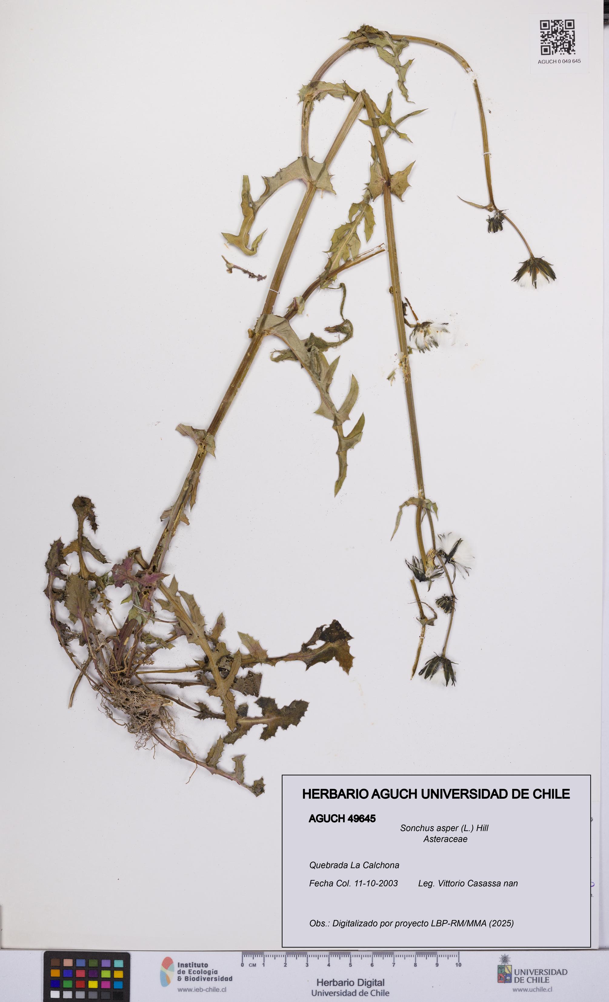 Sonchus asper [Espécimen: UCH:AGUCH:0049645]
