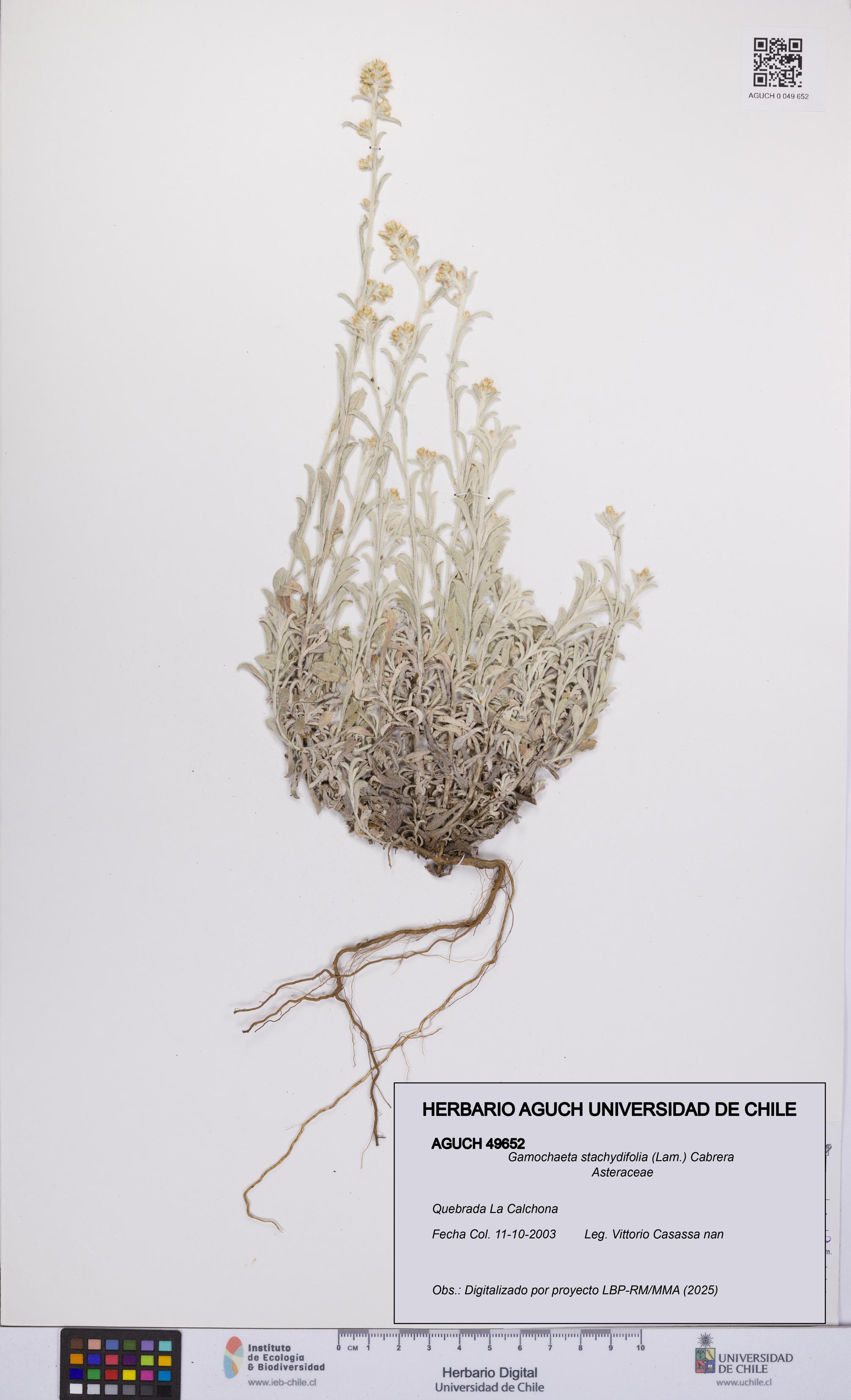 Gamochaeta stachydifolia [Espécimen: UCH:AGUCH:0049652]