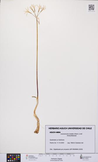Leucocoryne ixioides [Espécimen: UCH:AGUCH:0049654]