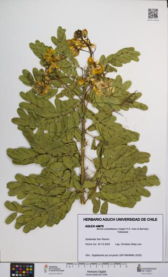 Senna candolleana [Espécimen: UCH:AGUCH:0049675]