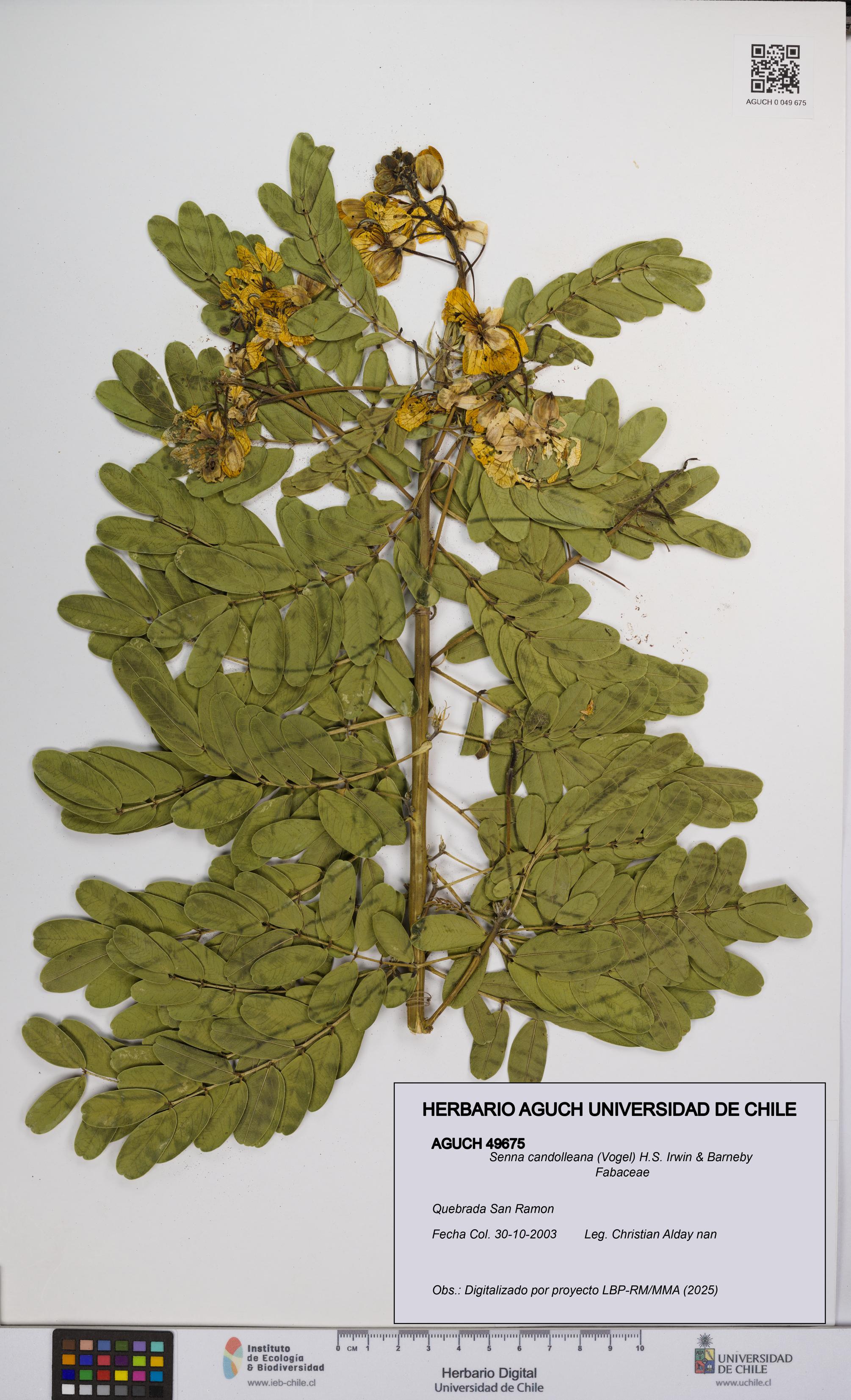 Senna candolleana [Espécimen: UCH:AGUCH:0049675]