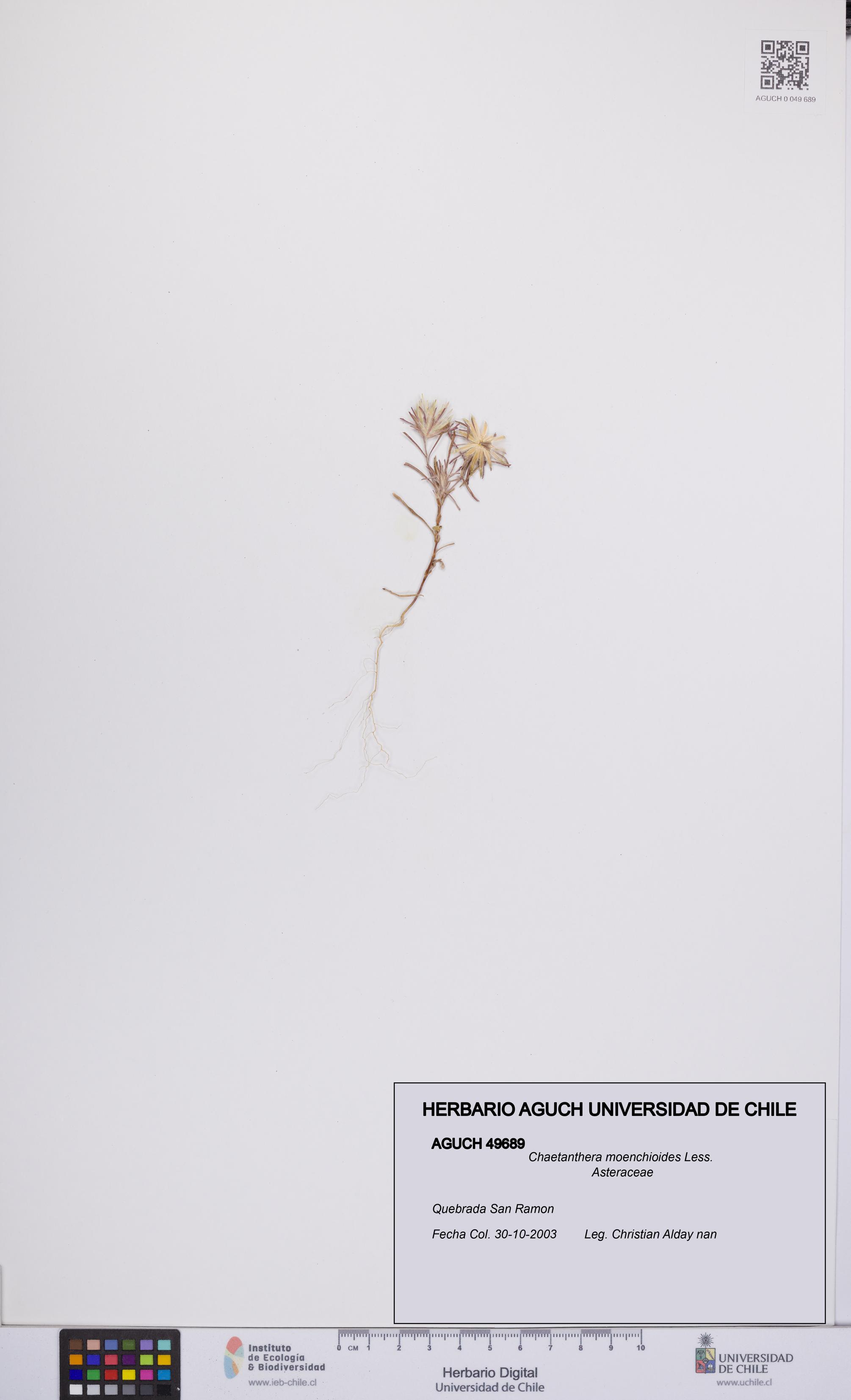 Chaetanthera moenchioides [Espécimen: UCH:AGUCH:0049689]