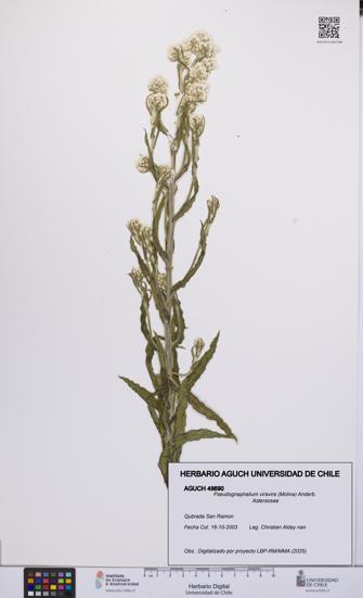 Pseudognaphalium viravira [Espécimen: UCH:AGUCH:0049690]