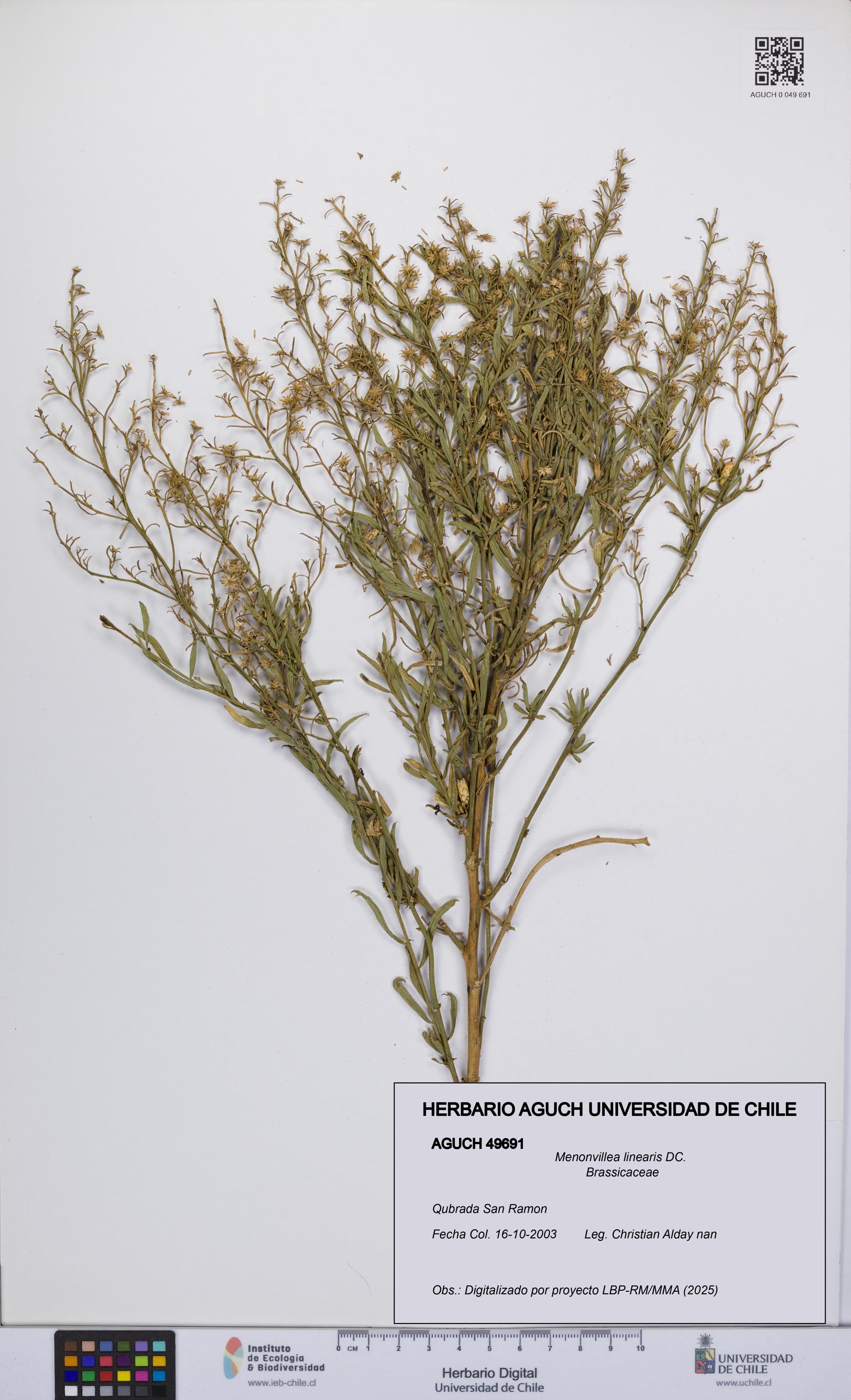 Menonvillea linearis [Espécimen: UCH:AGUCH:0049691]