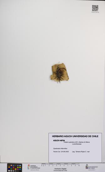 Tristerix aphyllus [Espécimen: UCH:AGUCH:0049704]