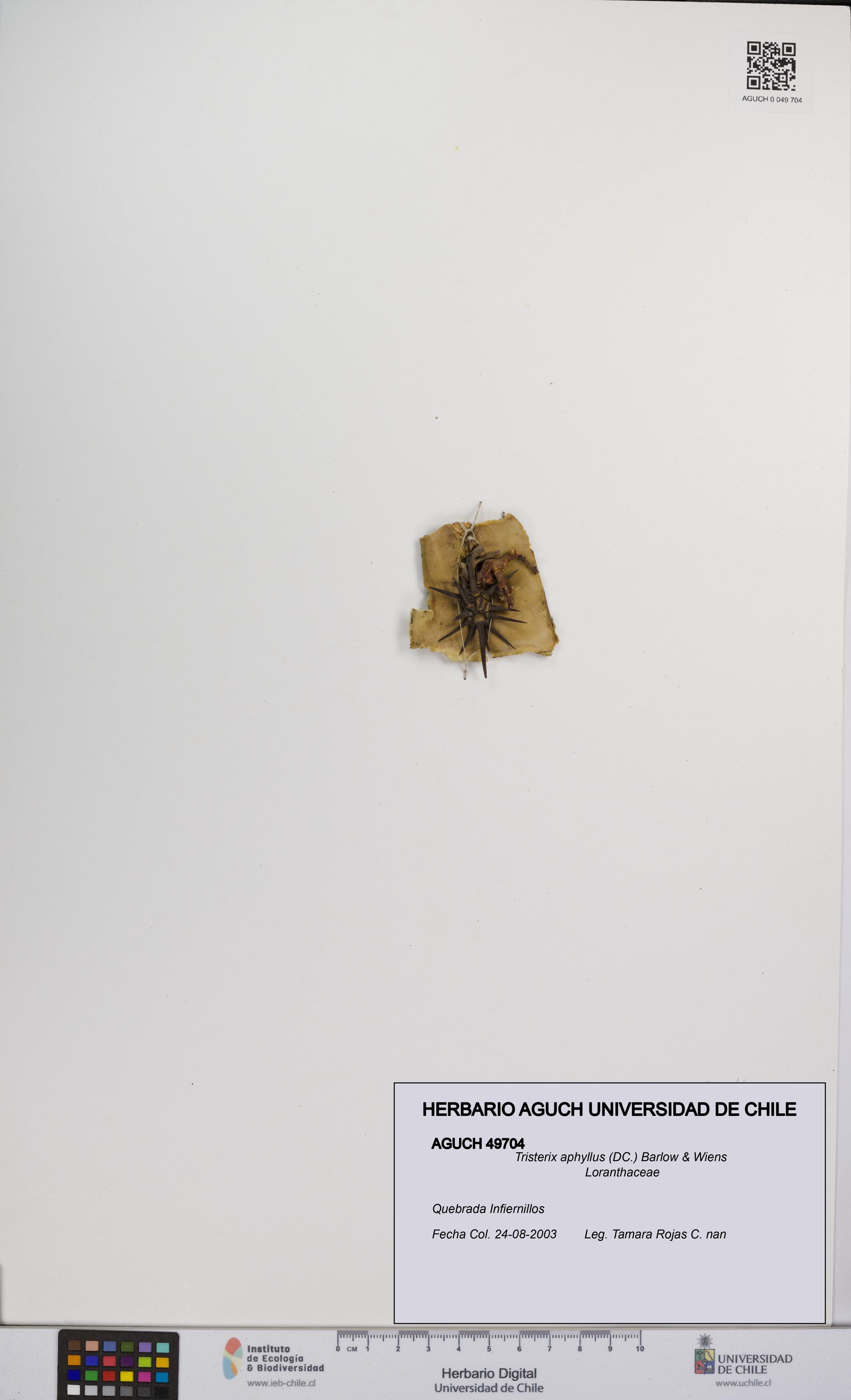 Tristerix aphyllus [Espécimen: UCH:AGUCH:0049704]