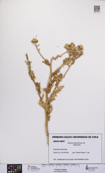 Senecio adenotrichius [Espécimen: UCH:AGUCH:0049707]
