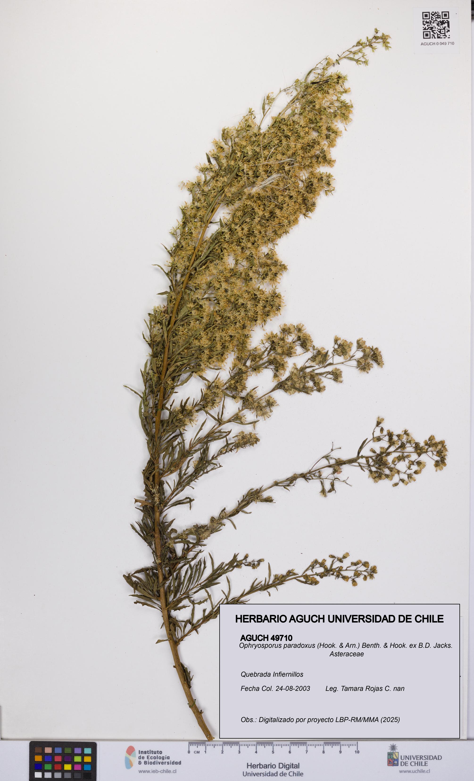 Ophryosporus paradoxus [Espécimen: UCH:AGUCH:0049710]