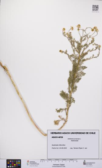 Anthemis arvensis [Espécimen: UCH:AGUCH:0049723]