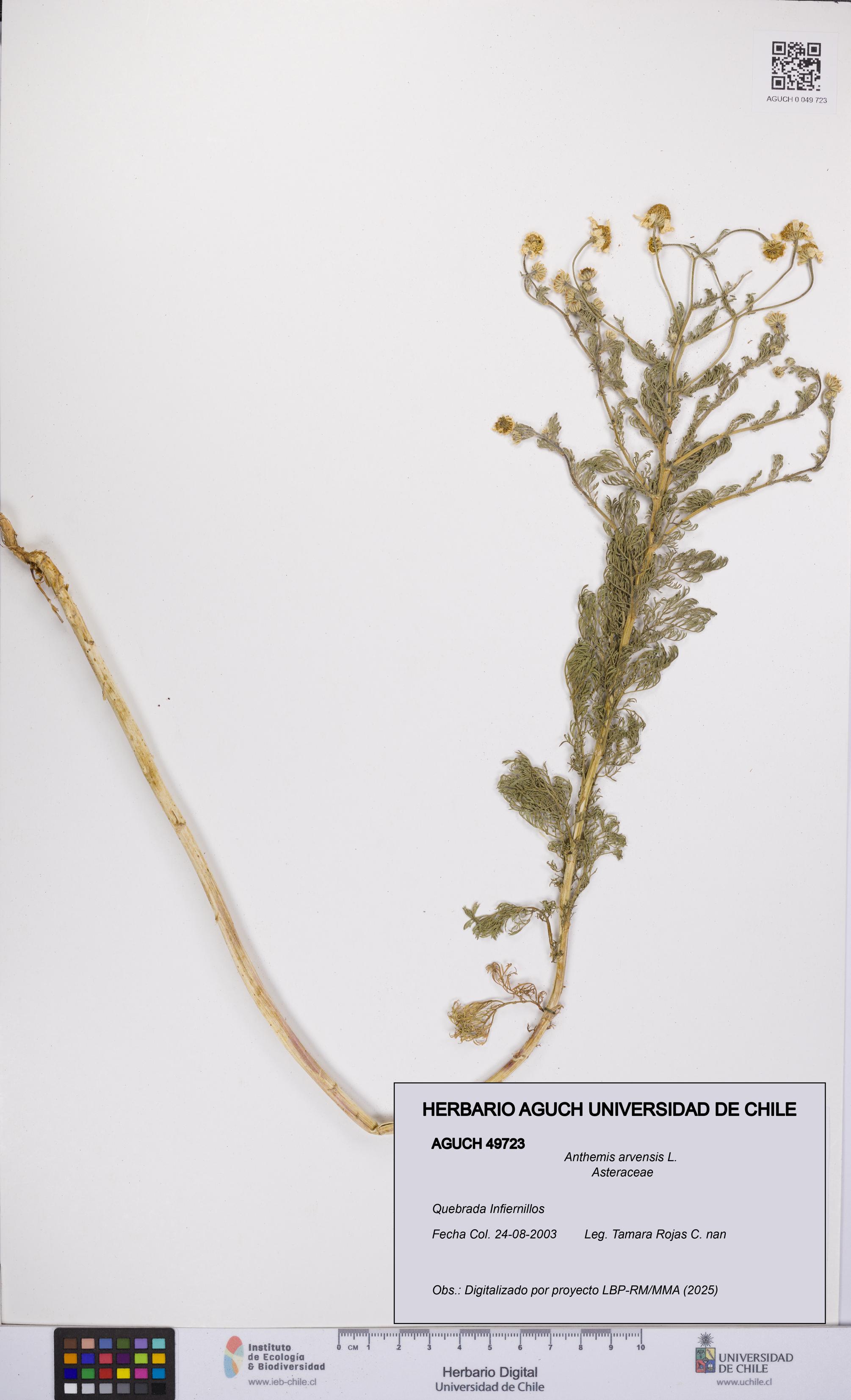 Anthemis arvensis [Espécimen: UCH:AGUCH:0049723]