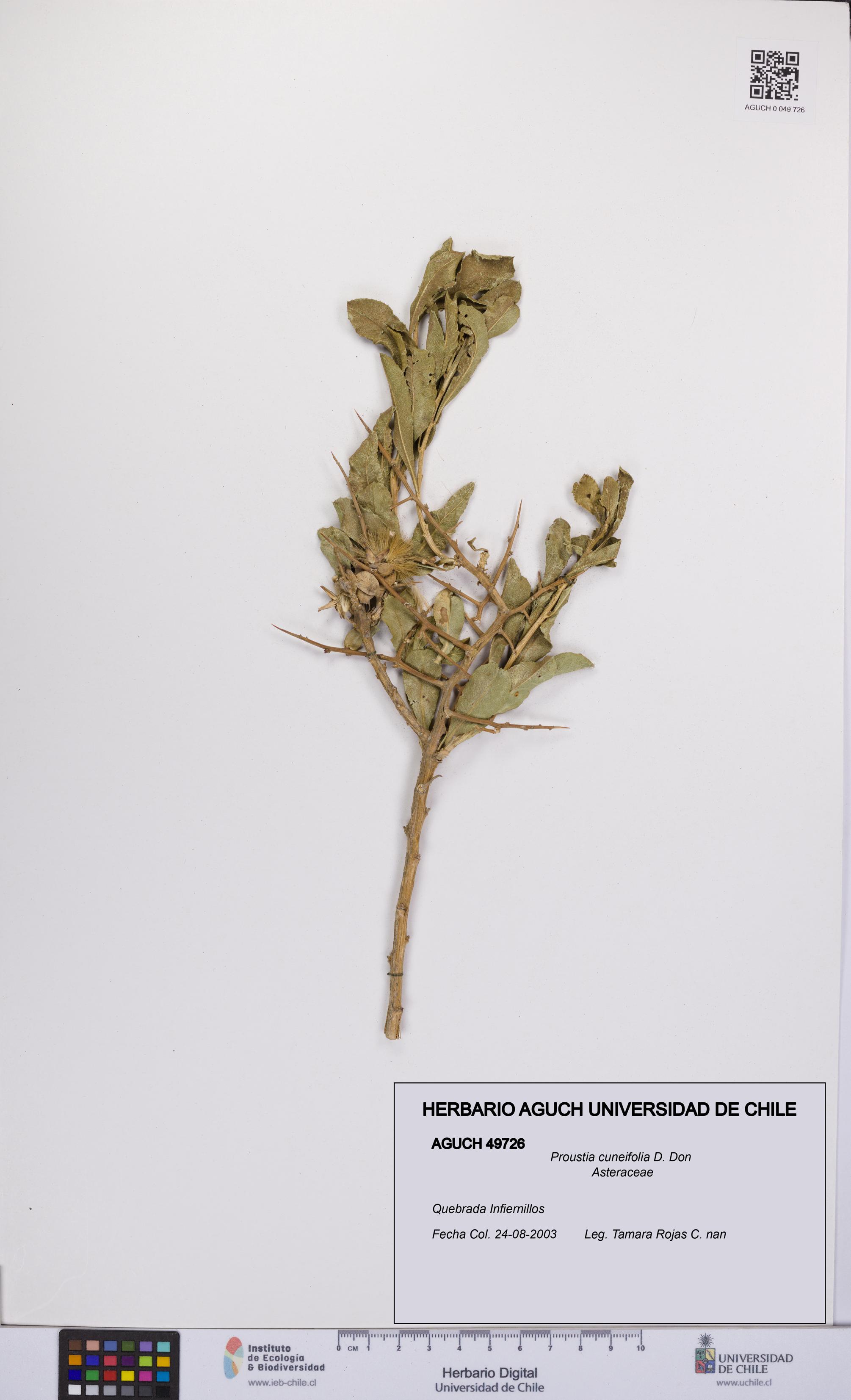 Proustia cuneifolia [Espécimen: UCH:AGUCH:0049726]