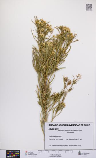 Baccharis salicifolia [Espécimen: UCH:AGUCH:0049731]