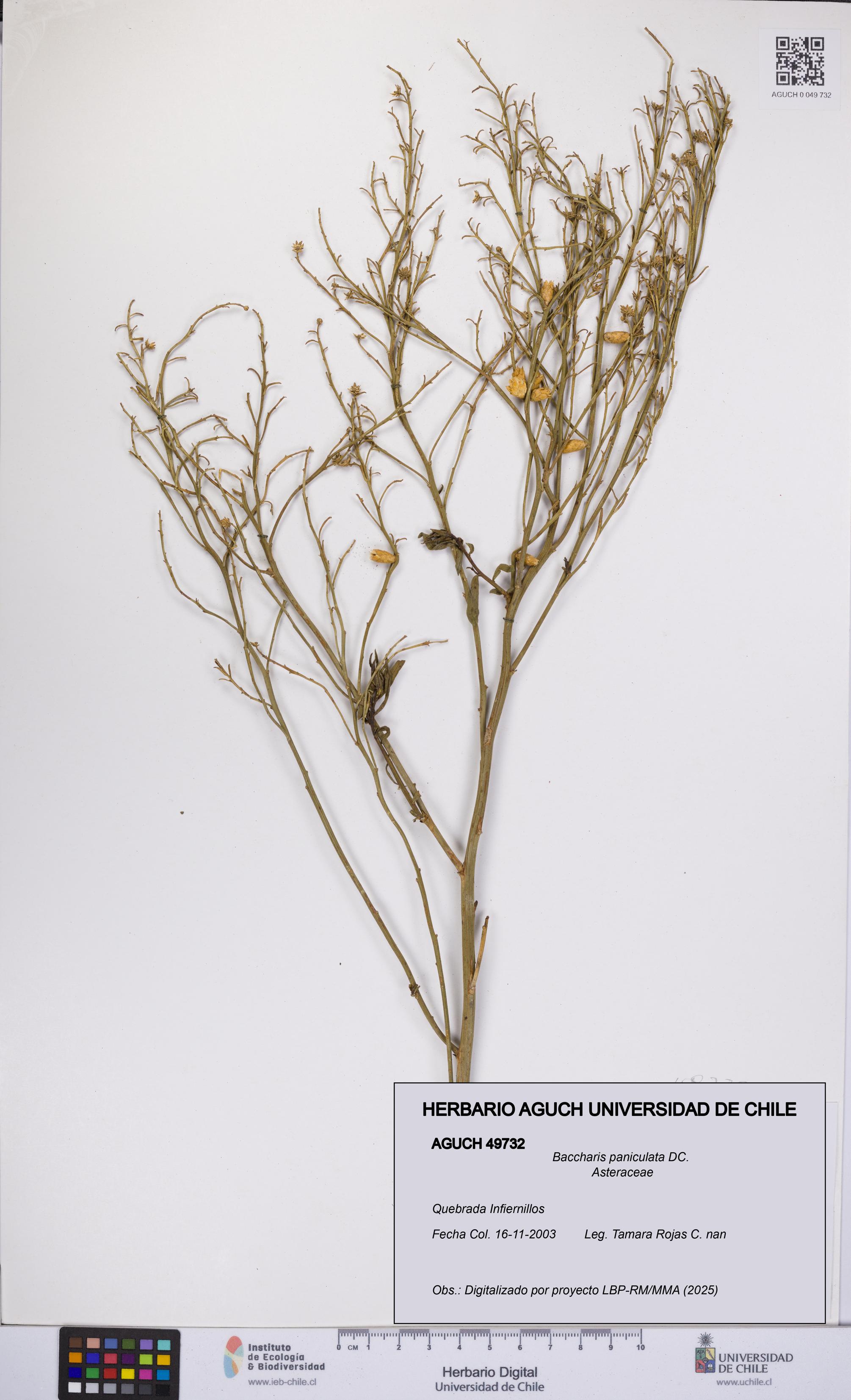 Baccharis paniculata [Espécimen: UCH:AGUCH:0049732]