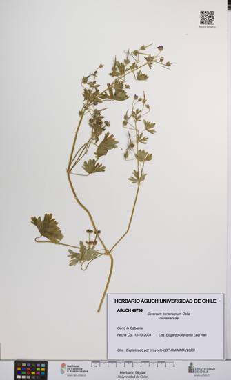 Geranium berteroanum [Espécimen: UCH:AGUCH:0049799]